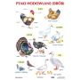 Plansze edukacyjne - ptaki hodowlane (drób)  2  