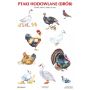 Plansze edukacyjne - ptaki hodowlane (drób)  3  