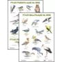 Plansze edukacyjne - ptaki odlatujące na zimę  -  ptaki pozostające na zimę  -  ptaki przylatujące na zimę  1  
