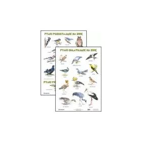 Plansze edukacyjne - ptaki odlatujące na zimę  -  ptaki pozostające na zimę  -  ptaki przylatujące na zimę  1  