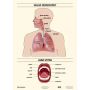 Plansze edukacyjne - narządy mowy  -  układ oddechowy  2  